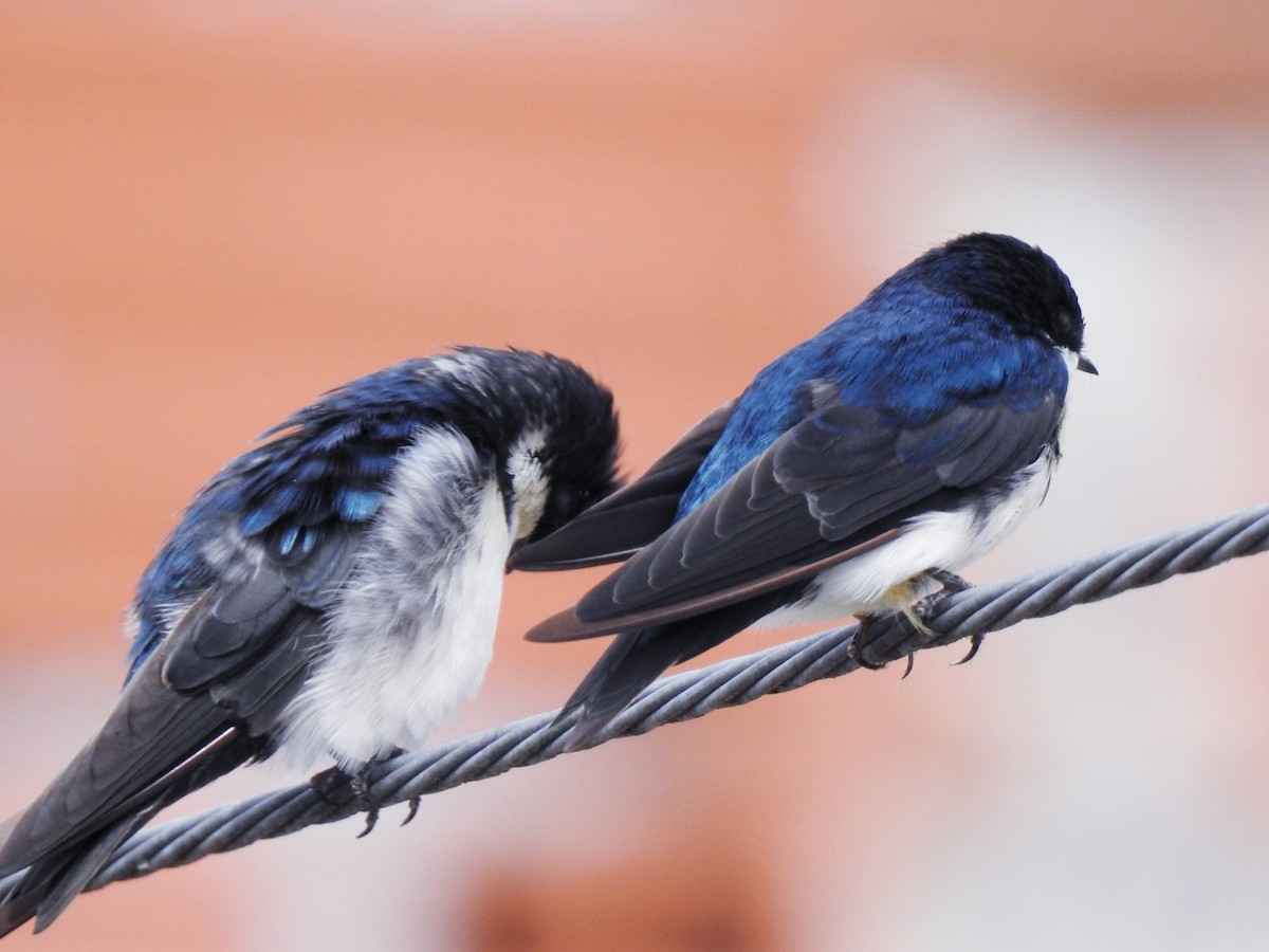 Blue-and-white Swallow - ML122186141