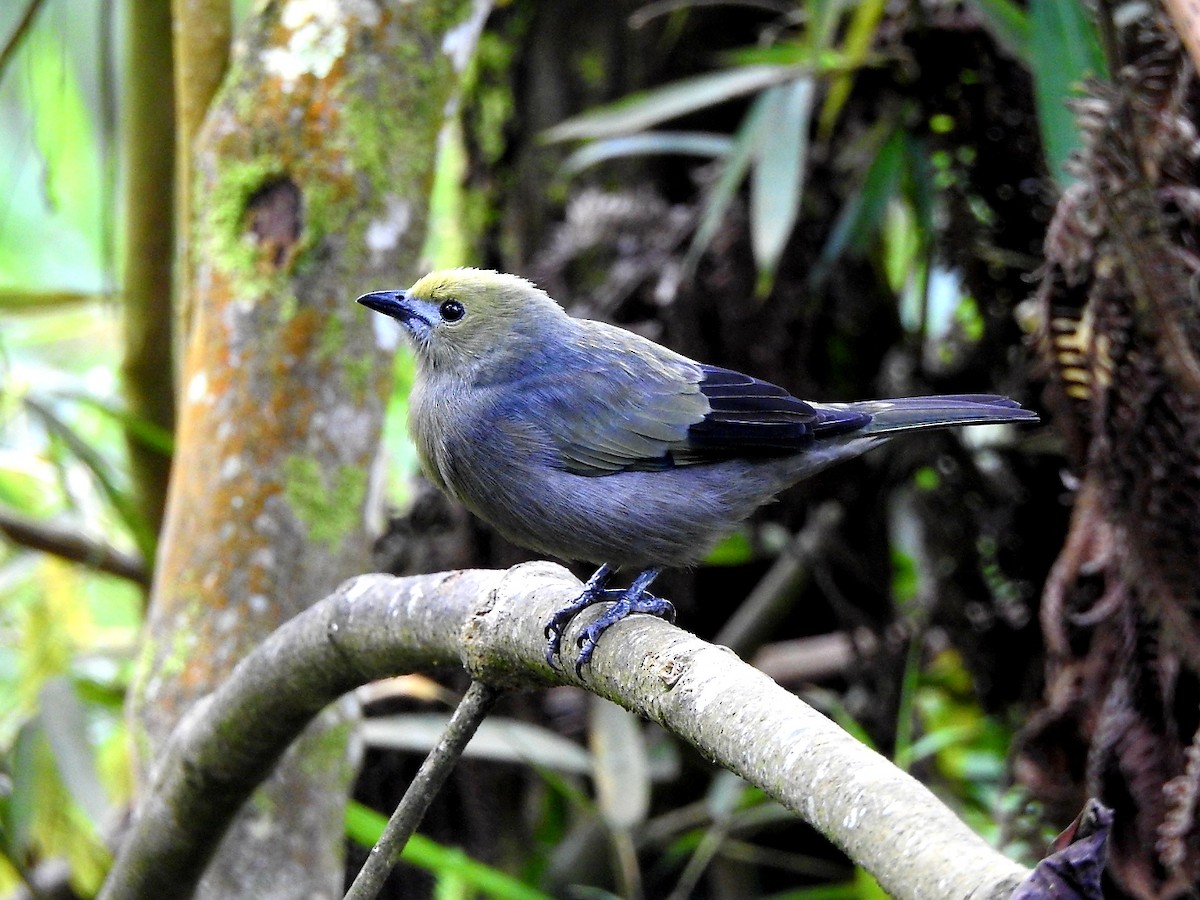 Palm Tanager - ML122187841