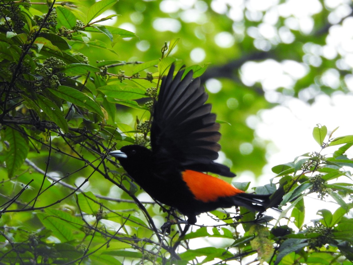 Flame-rumped Tanager - ML122188881