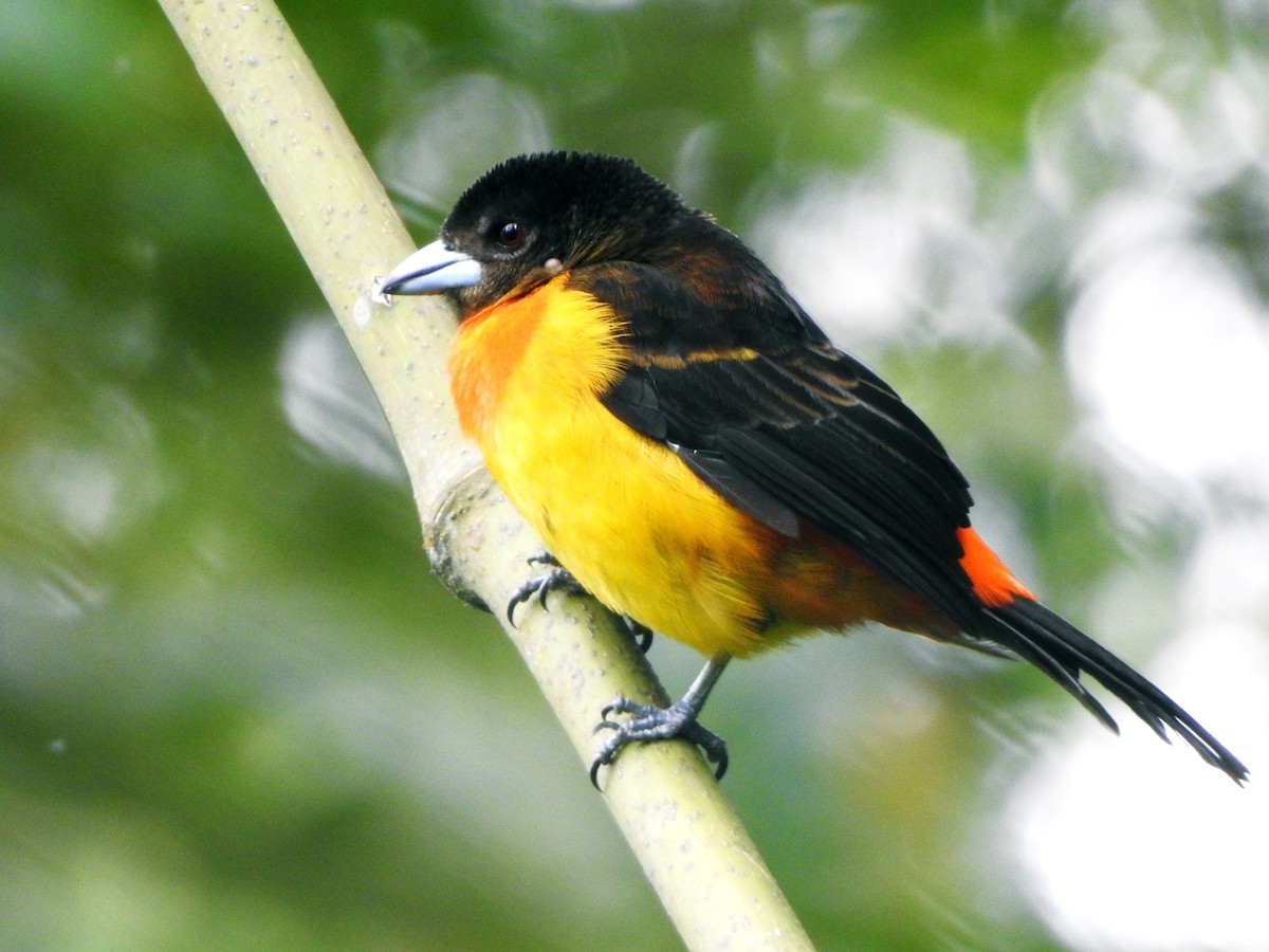 Flame-rumped Tanager - ML122188971