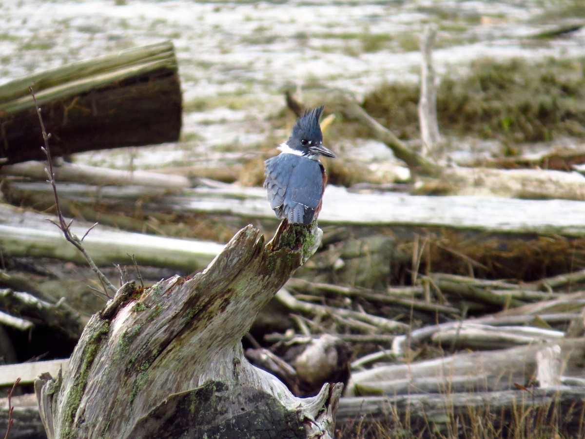 Belted Kingfisher - ML122191811