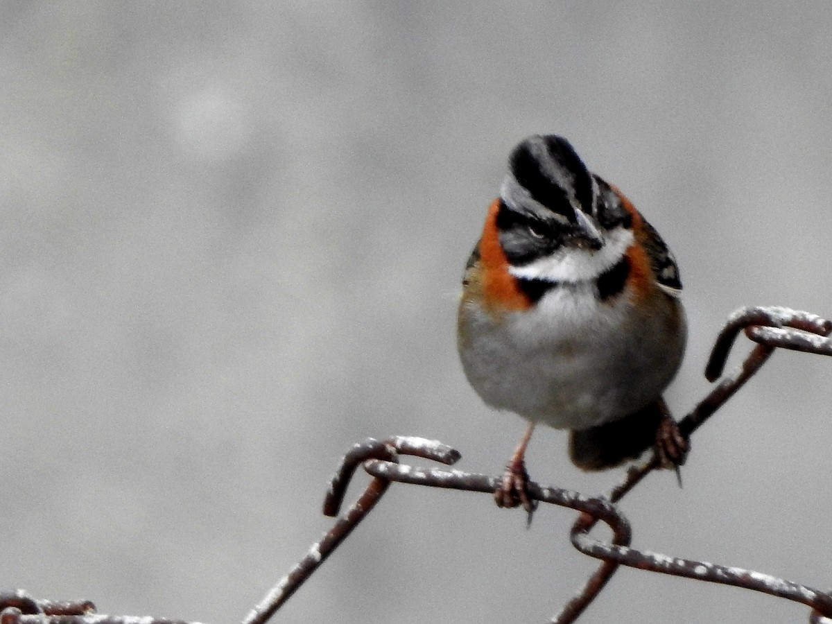 Rufous-collared Sparrow - ML122192241