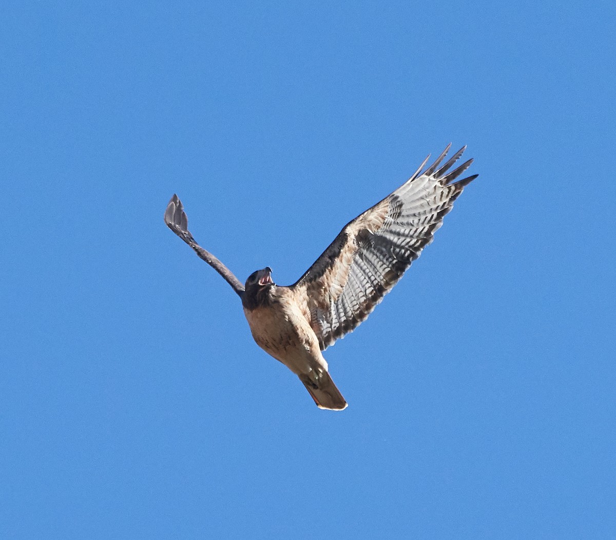 Red-tailed Hawk - ML122192751