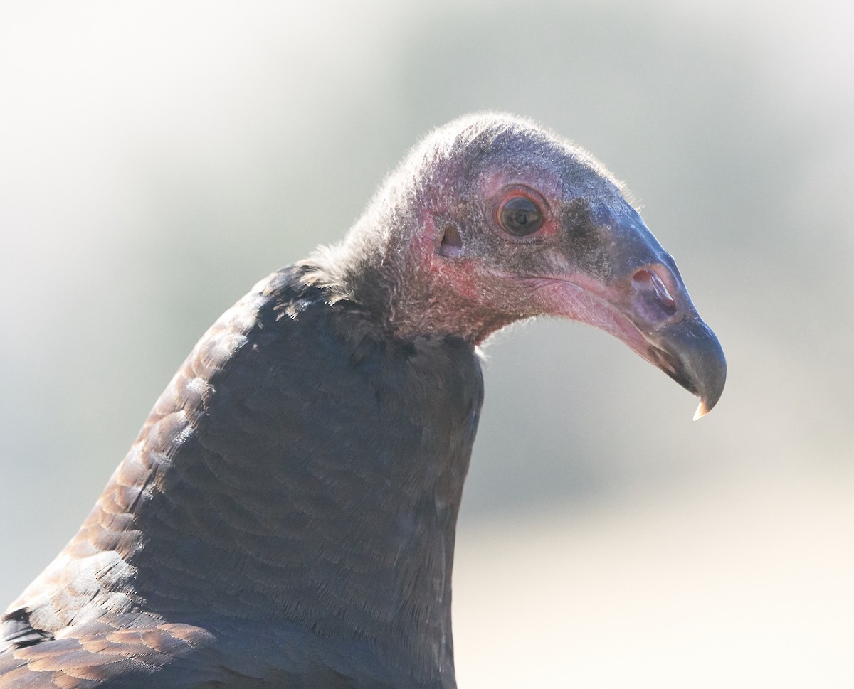 Turkey Vulture - ML122192761