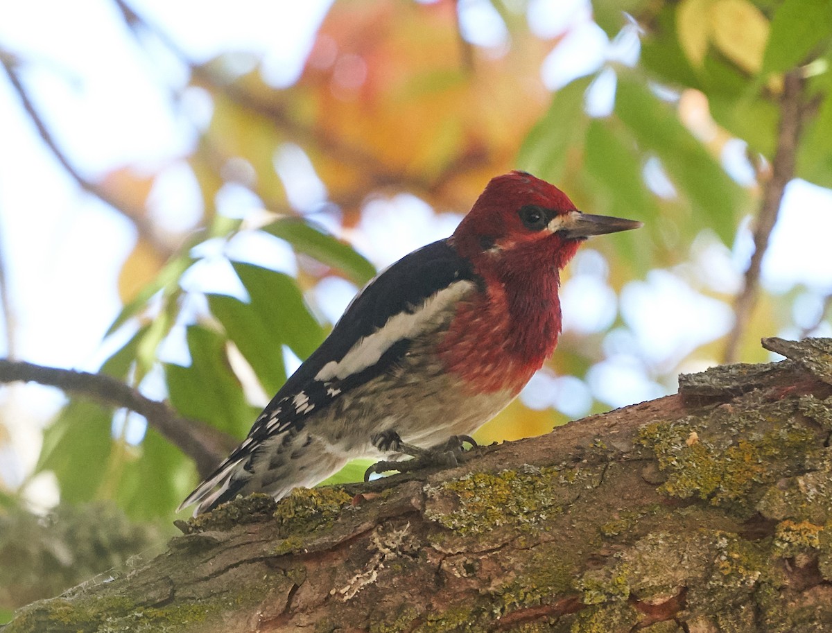 Red-breasted Sapsucker - ML122192821