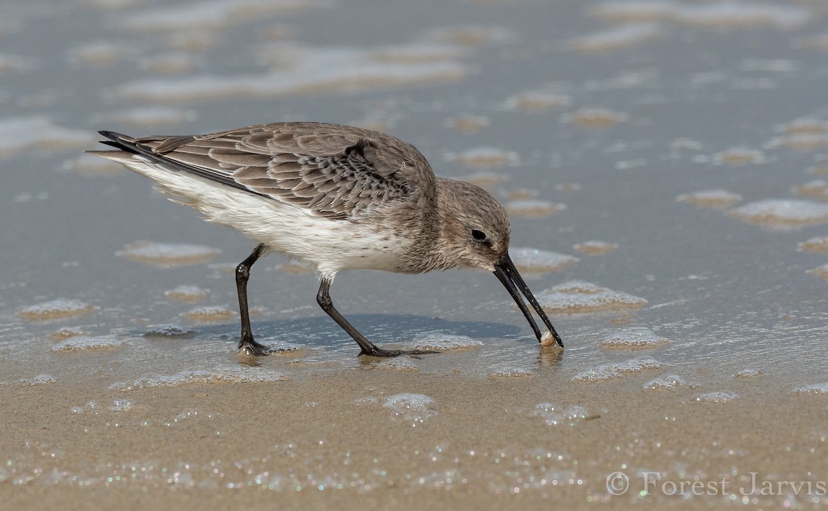 Dunlin - Forest Botial-Jarvis