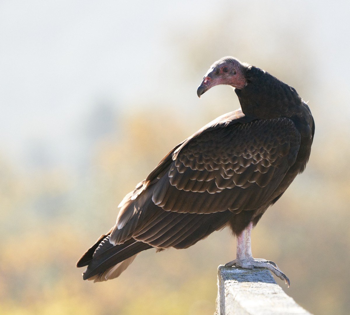 Turkey Vulture - ML122193391