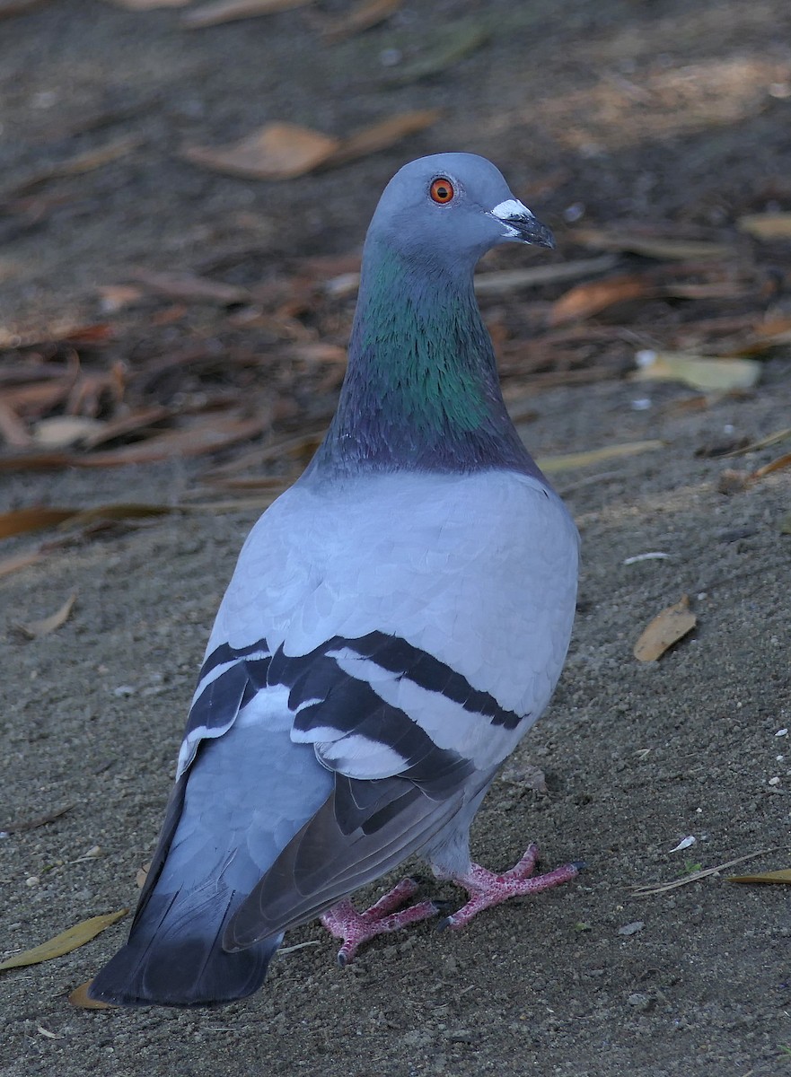 Rock Pigeon (Feral Pigeon) - ML122194771