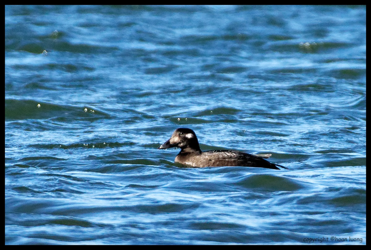White-winged Scoter - hoan luong