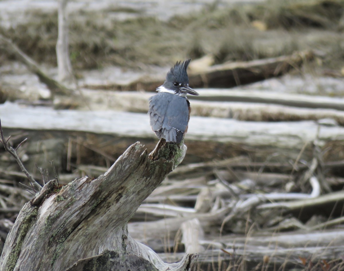 Belted Kingfisher - Chris Murrell