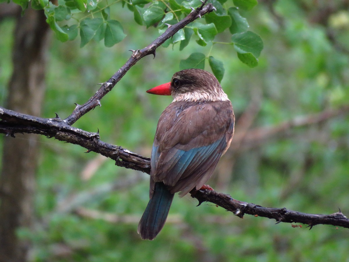 Brown-hooded Kingfisher - Anonymous