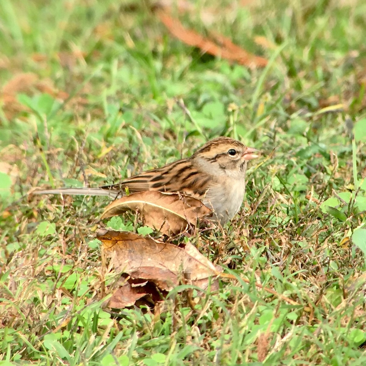 Chipping Sparrow - Mark Greene