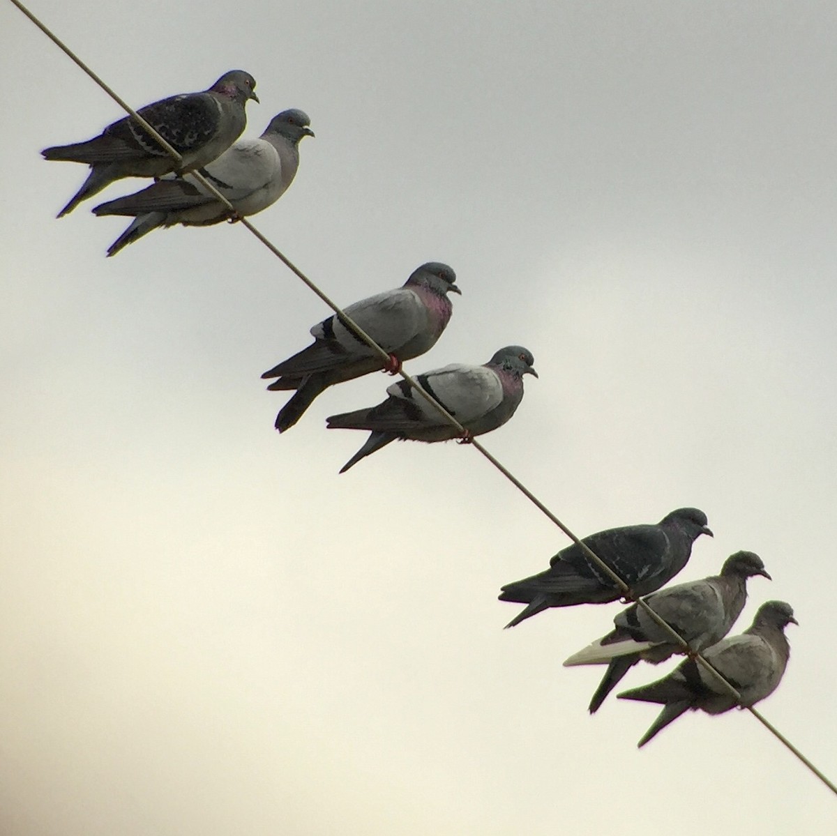Rock Pigeon (Feral Pigeon) - Mark Greene