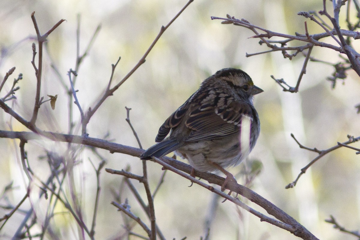 White-throated Sparrow - ML122204511