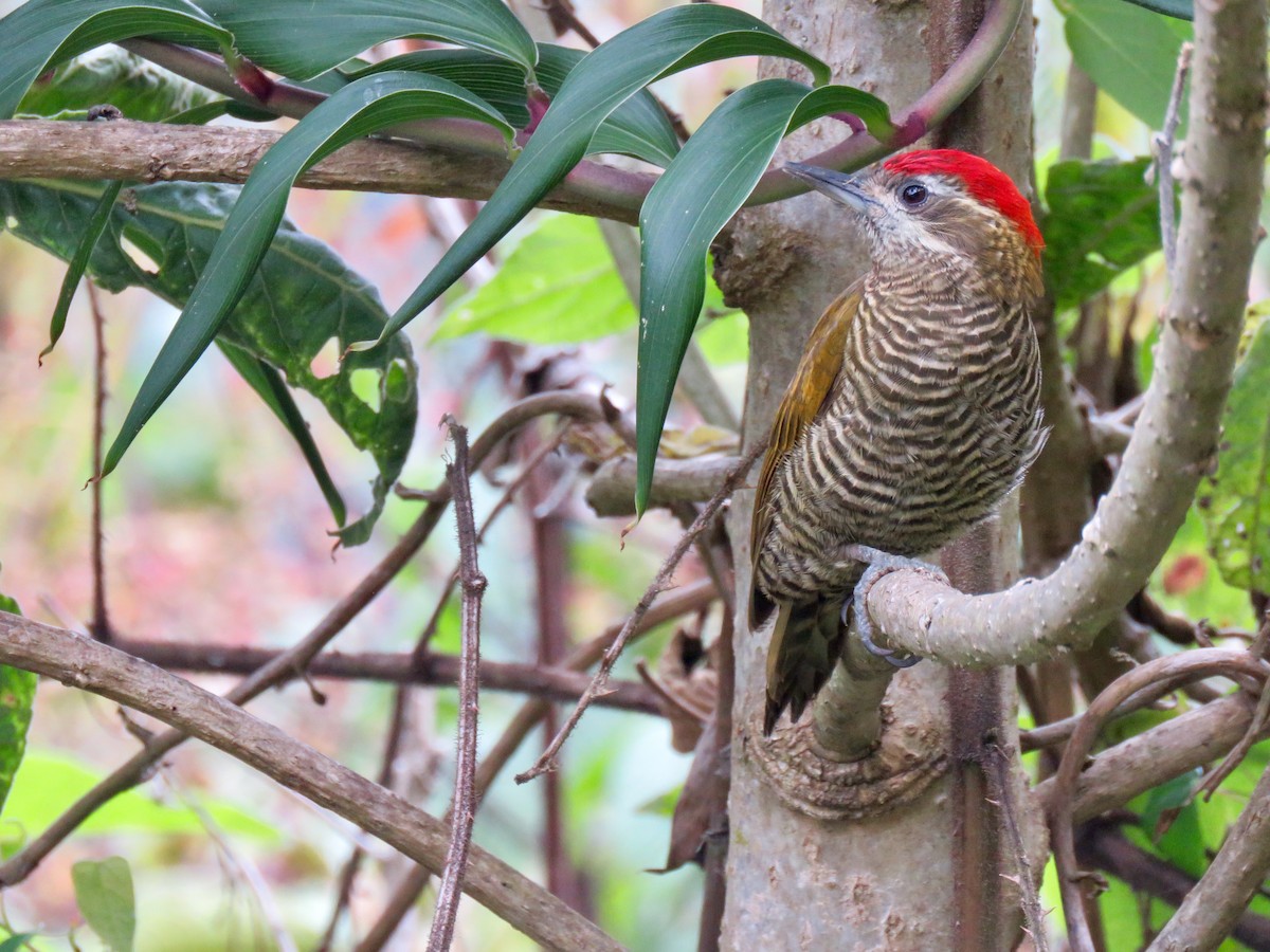 Bar-bellied Woodpecker - ML122206921