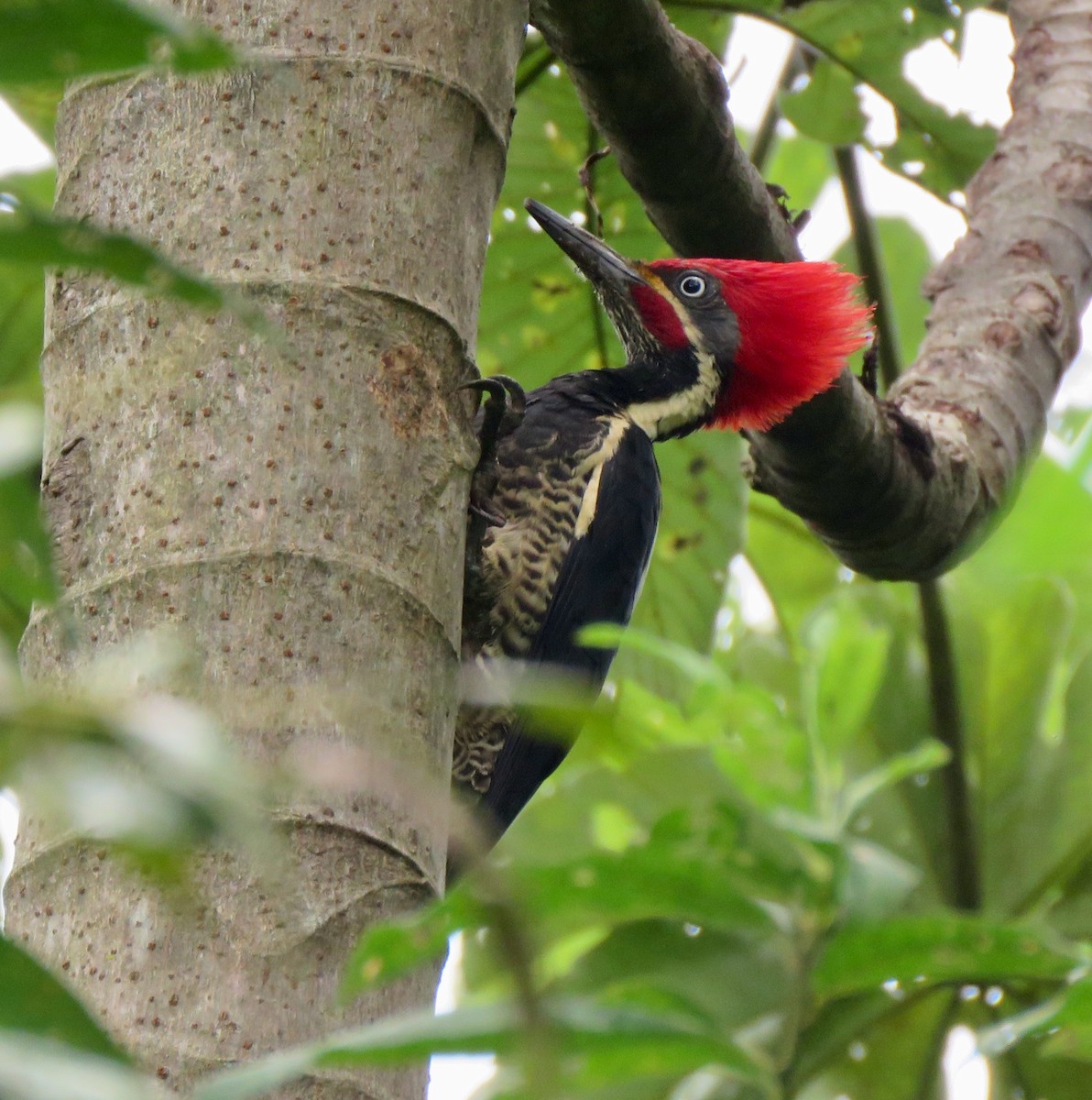 Lineated Woodpecker - Yve Morrell