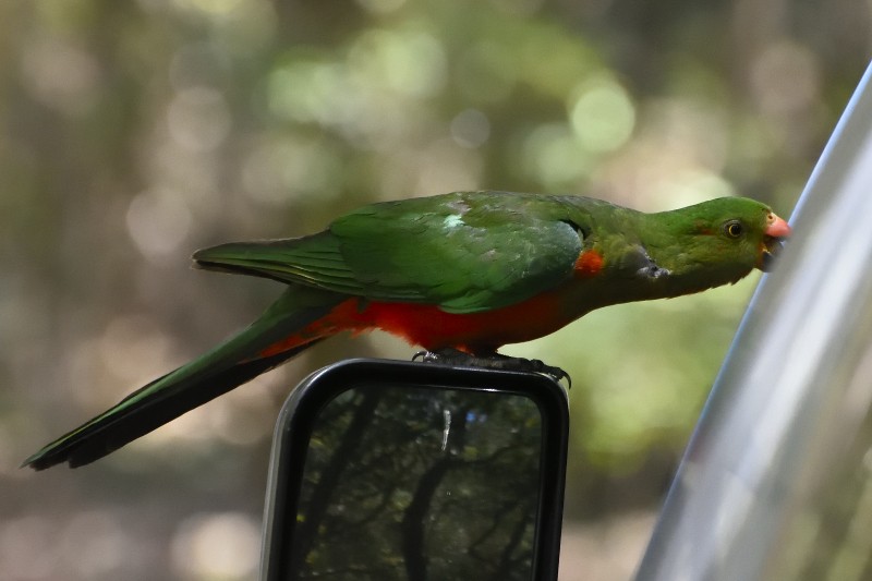 Avustralya Kral Papağanı - ML122211501