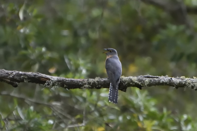 Fan-tailed Cuckoo - Anthony Katon