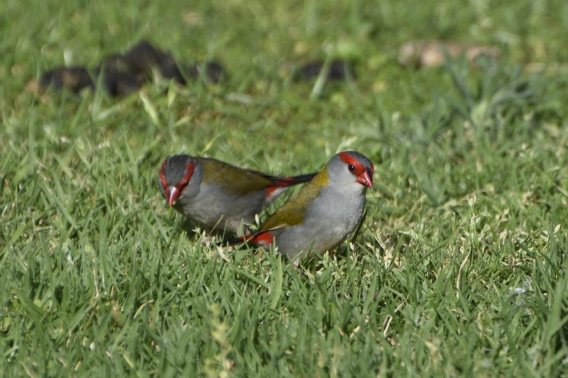 Red-browed Firetail - Anthony Katon
