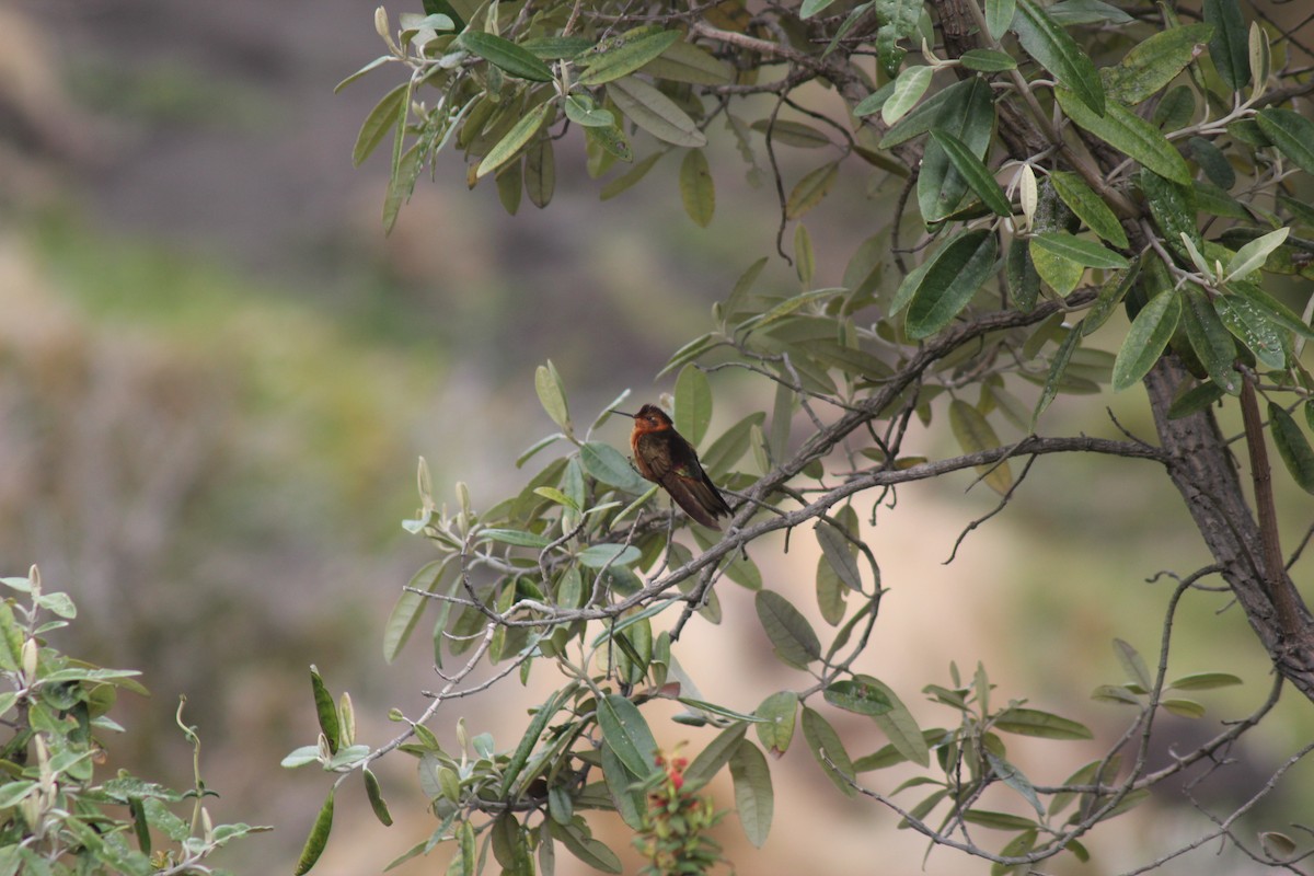 kolibřík duhovohřbetý - ML122221161