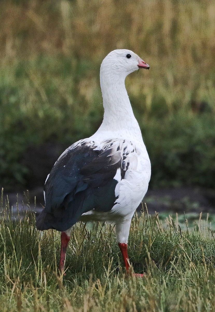 Andean Goose - ML122222091