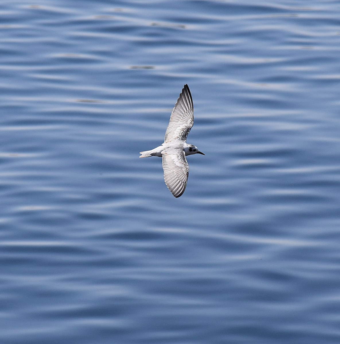 White-winged Tern - ML122224601