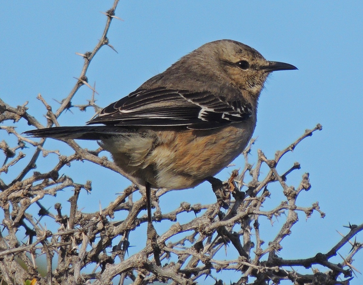 Patagonian Mockingbird - ML122226601