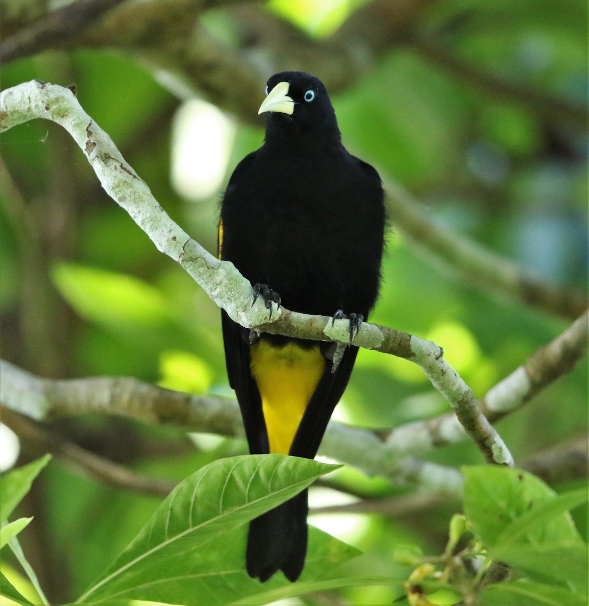 Yellow-rumped Cacique - ML122226911