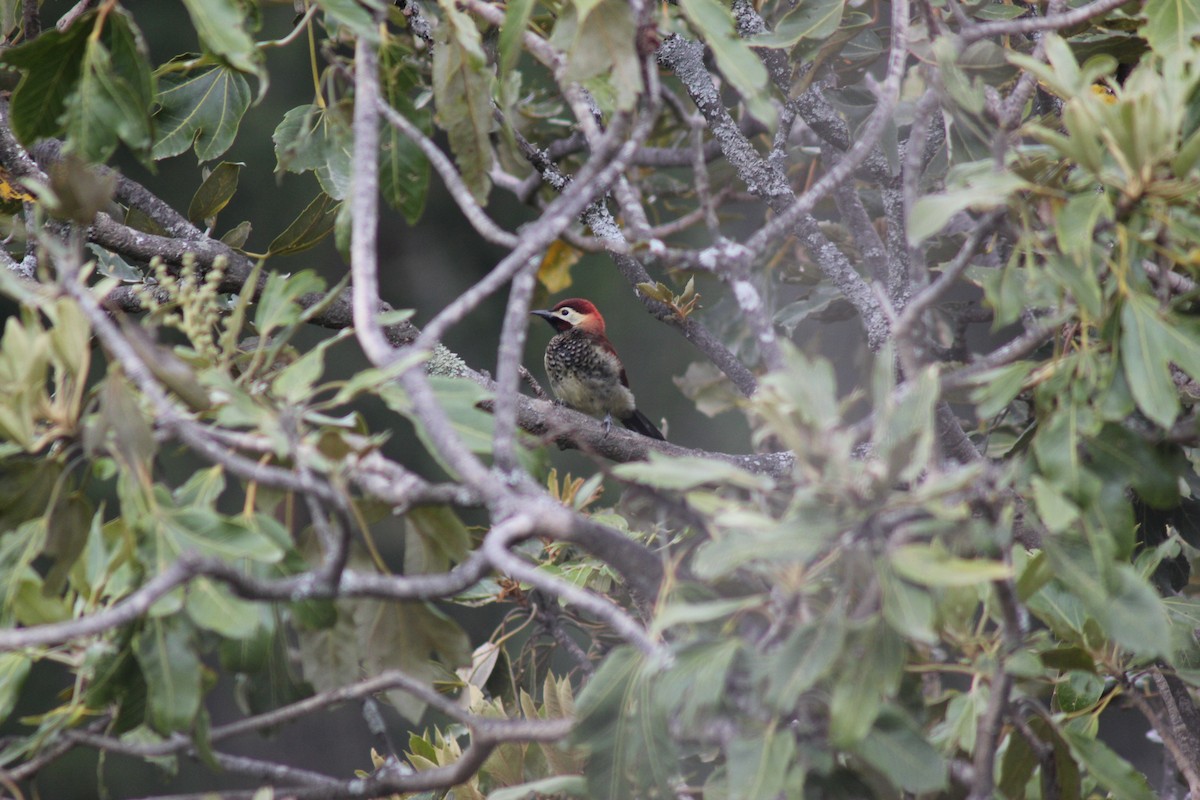 Crimson-mantled Woodpecker - ML122227761