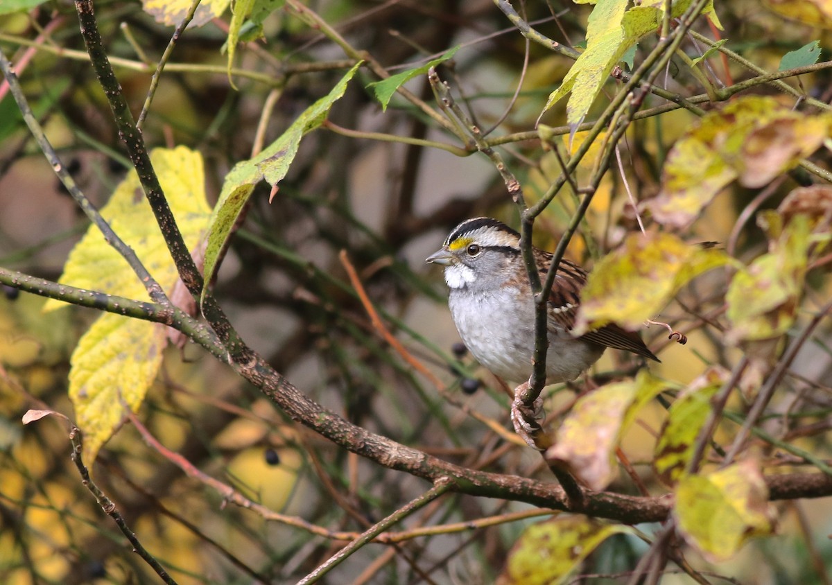 White-throated Sparrow - Shawn Billerman