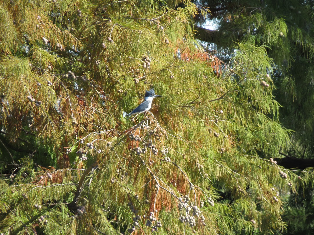 Belted Kingfisher - ML122230531