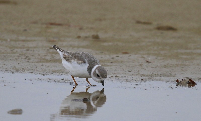 Piping Plover - ML122232161