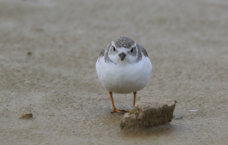 Piping Plover - ML122232201