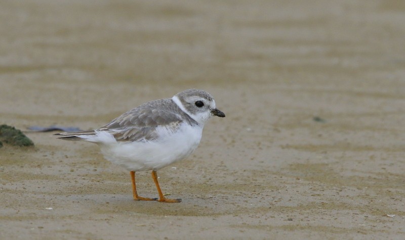 Piping Plover - ML122232231