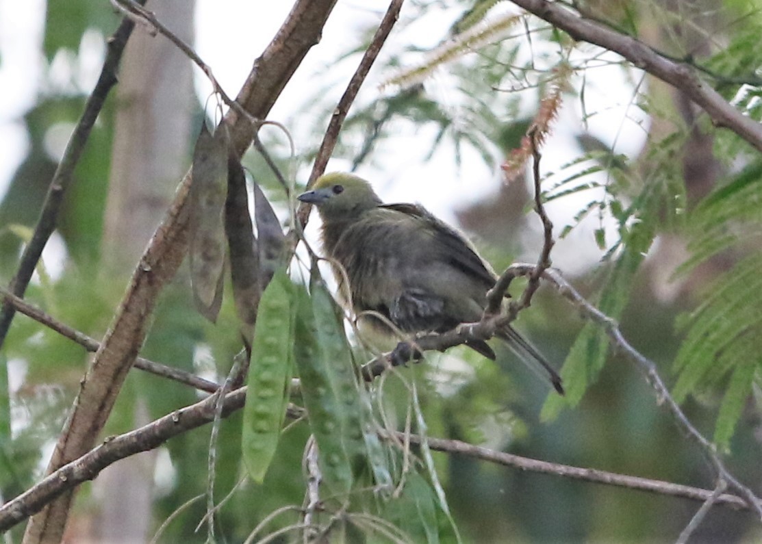 Palm Tanager - ML122232671