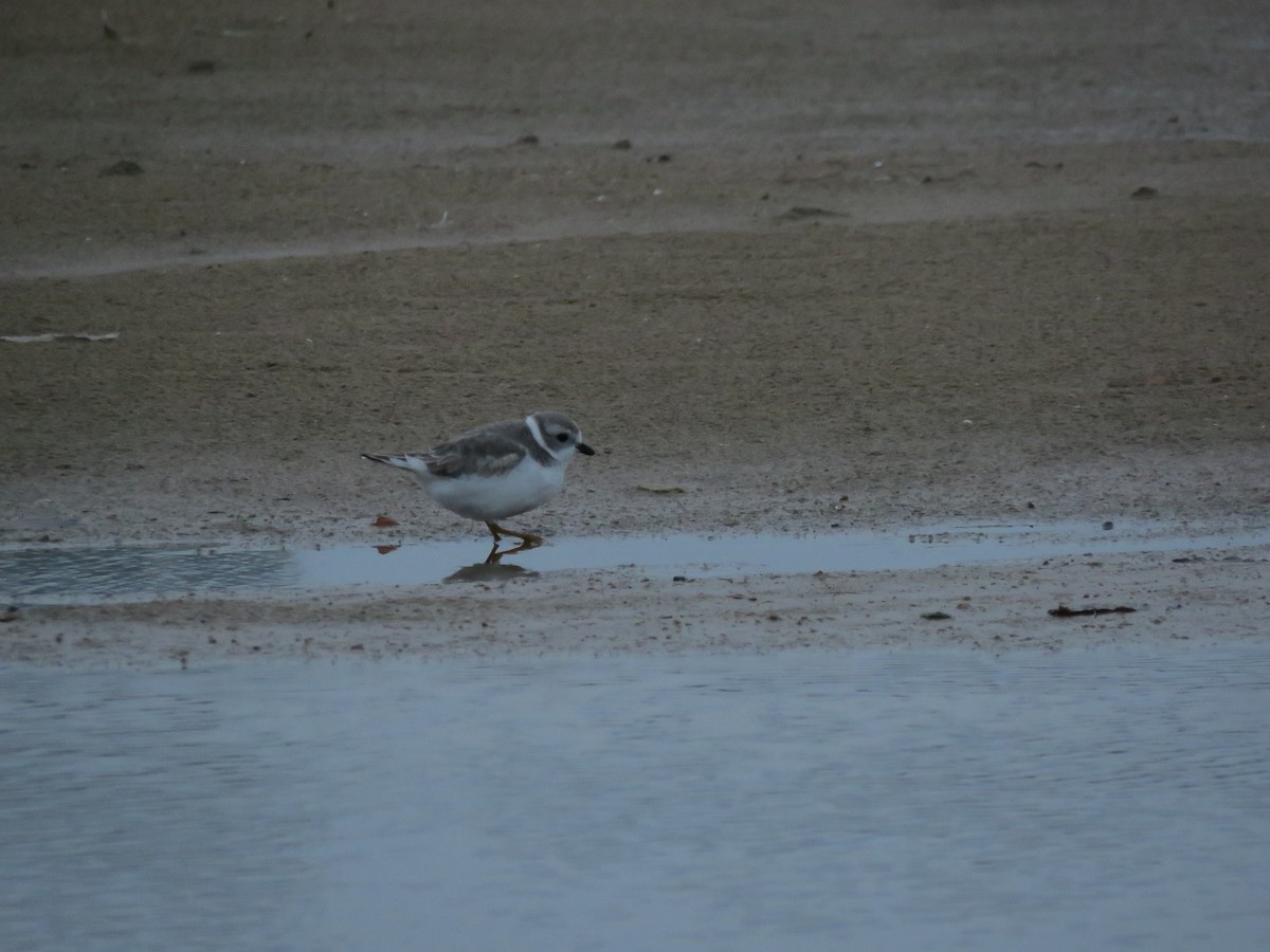 Piping Plover - Isoo O'Brien