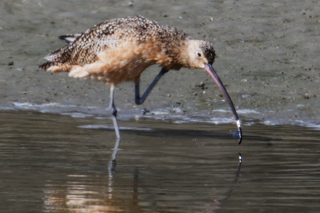 Long-billed Curlew - ML122232991