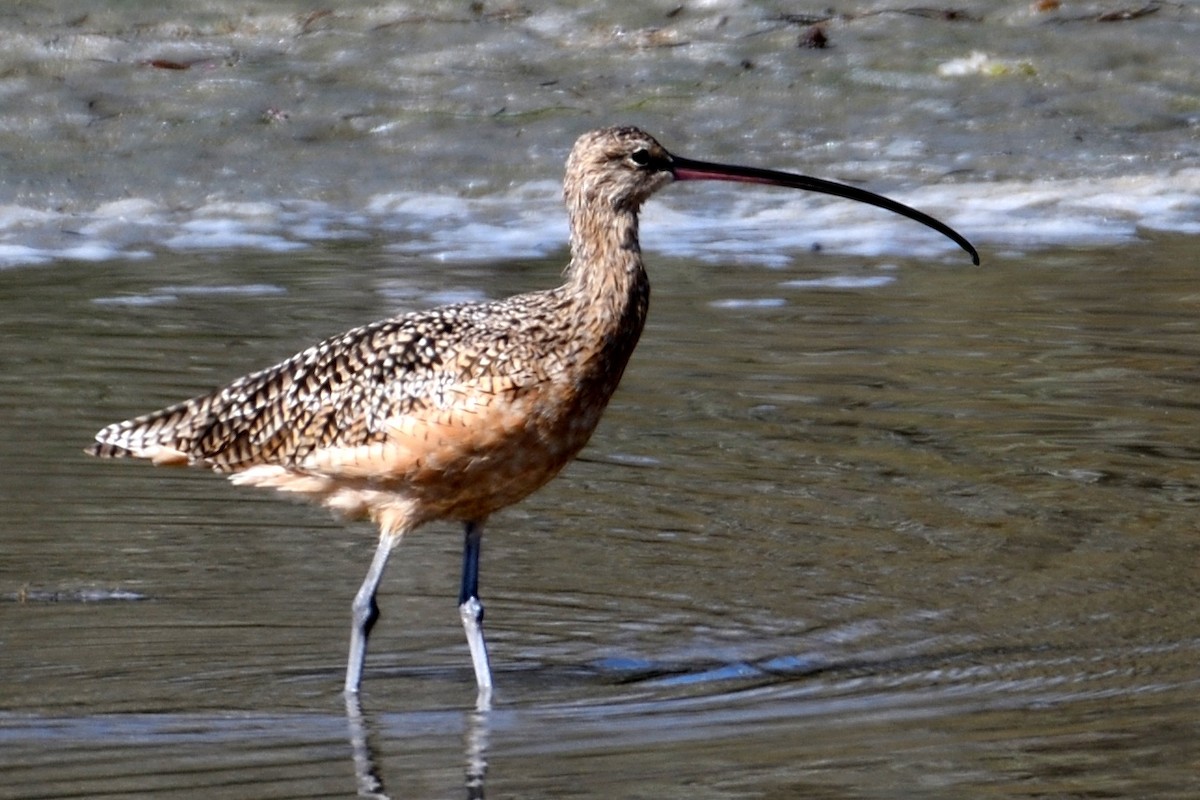 Long-billed Curlew - ML122233061