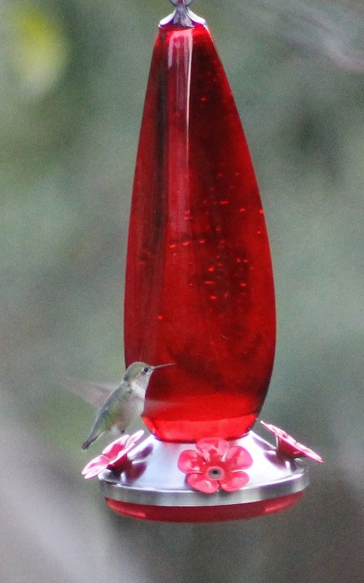Calliope Hummingbird - ML122234431