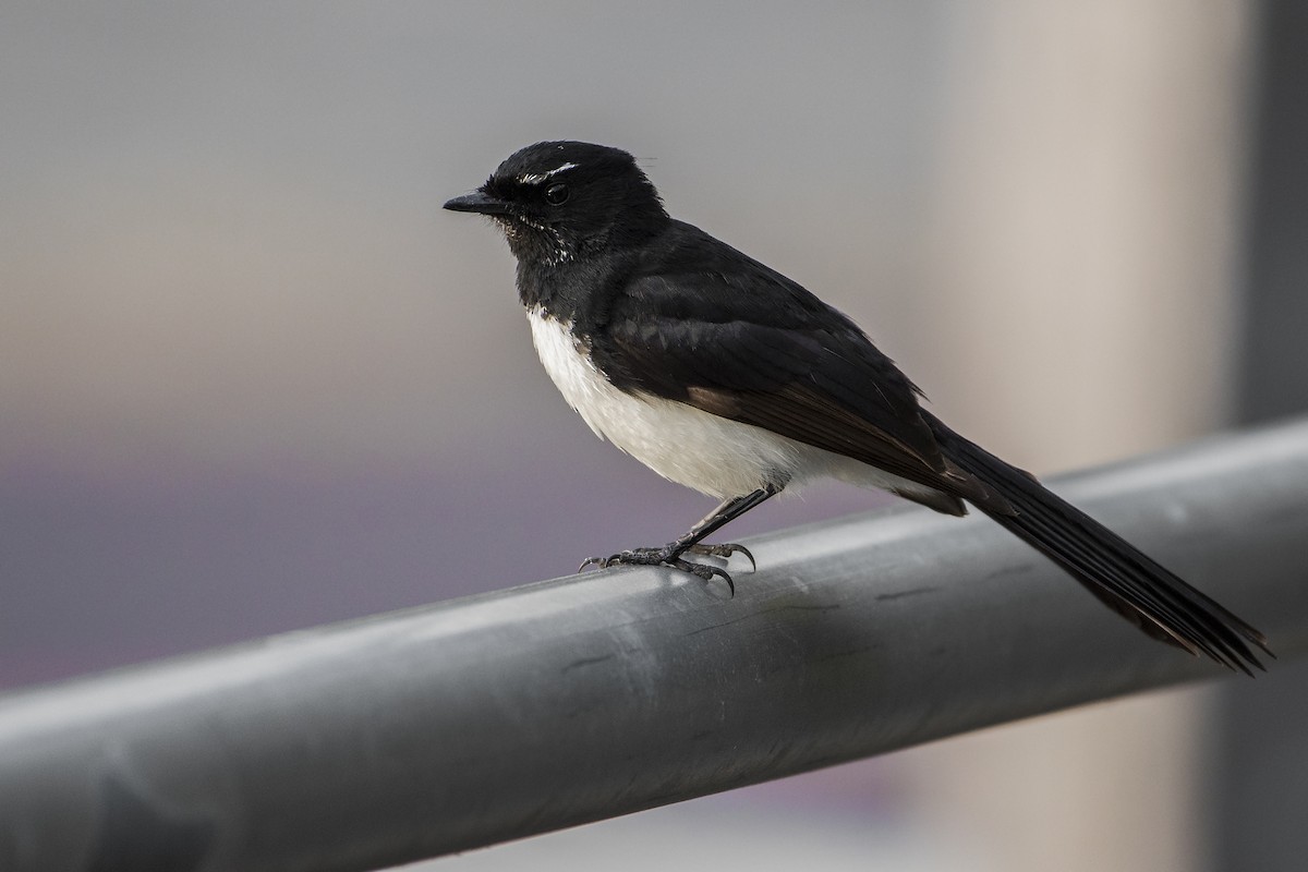 Willie-wagtail - Lucas Brook