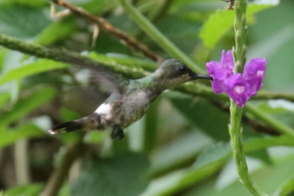 kolibřík ostrochocholatý - ML122236041