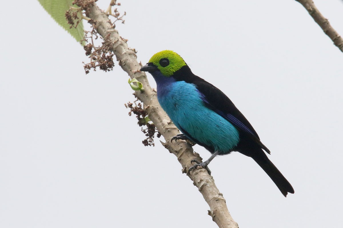 Paradise Tanager - ML122238311