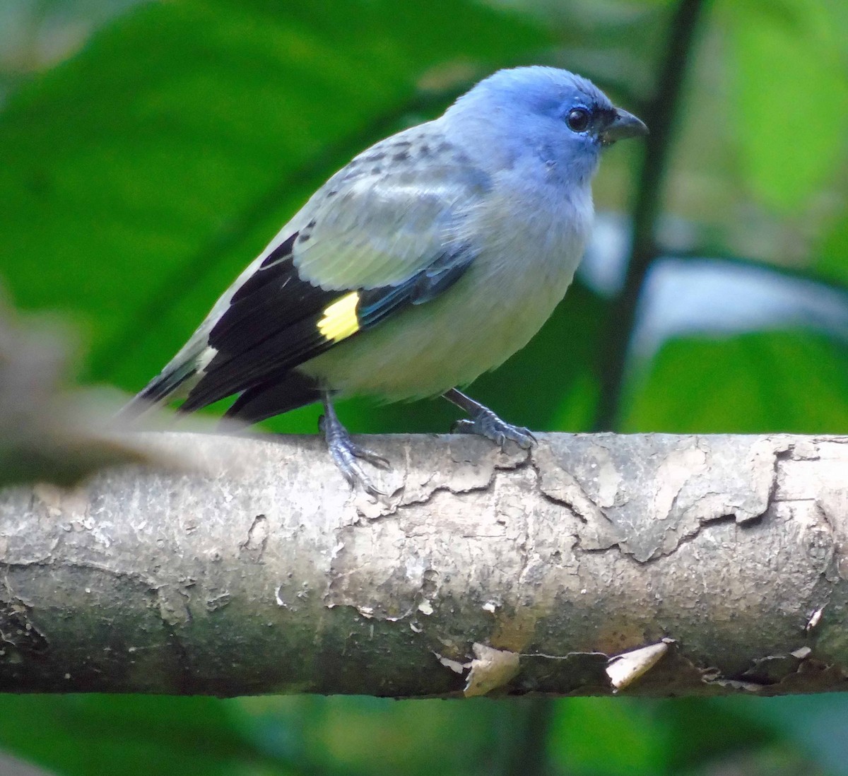 Yellow-winged Tanager - ML122239001
