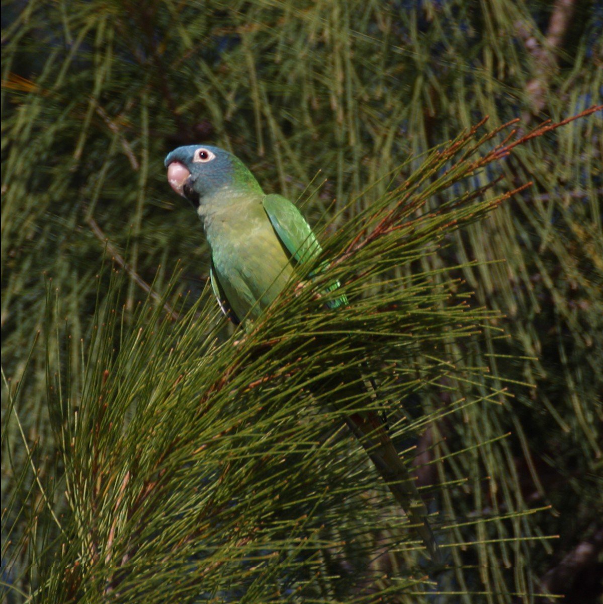 Blue-crowned Parakeet - Dan Vickers