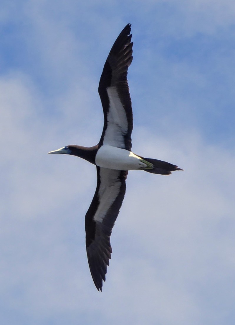 Brown Booby - ML122241391
