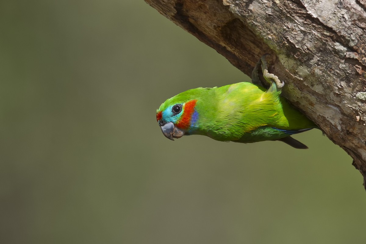Double-eyed Fig-Parrot - ML122242941