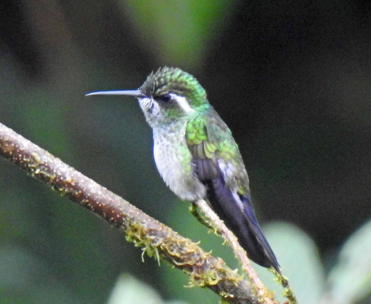 Green-breasted Mountain-gem - ML122243581
