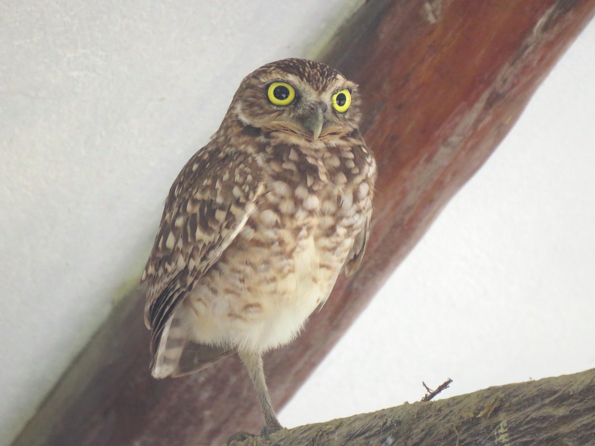 Burrowing Owl - ML122243881