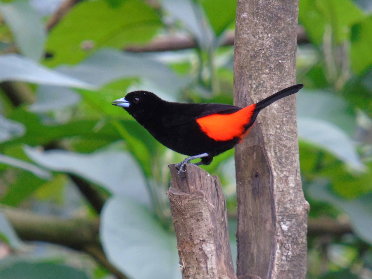 Scarlet-rumped Tanager - ML122244051