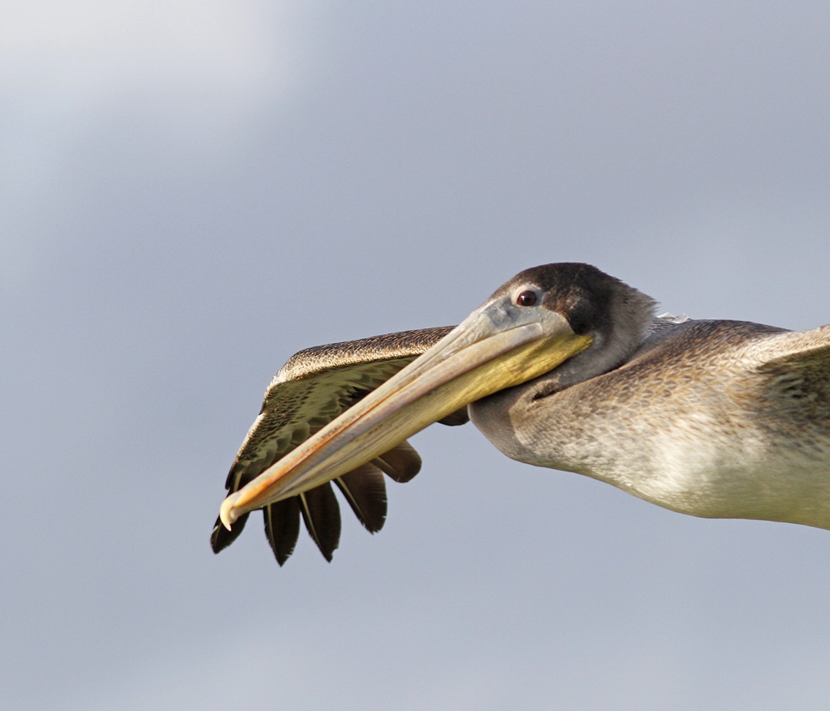 Brown Pelican - Marie O'Shaughnessy